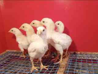 white-o-shamo-chicks