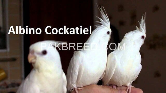 albino-cocktail-big-1