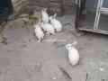 5-rabbits-small-1