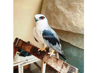 Bird eagle falcon baaz parrot aseel fish dog cat pigeon hen lion