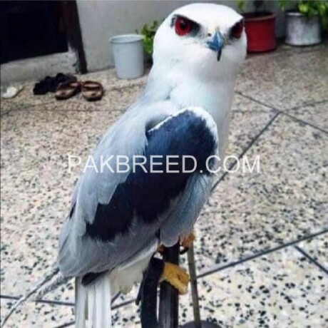 bird-eagle-falcon-baaz-parrot-aseel-fish-dog-cat-pigeon-hen-lion-big-4