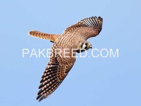 bird-eagle-falcon-baaz-parrot-aseel-fish-dog-cat-pigeon-hen-lion-big-3
