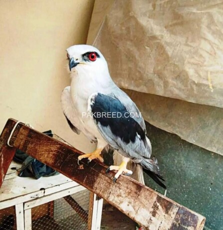 bird-eagle-falcon-baaz-parrot-aseel-fish-dog-cat-pigeon-hen-lion-big-0