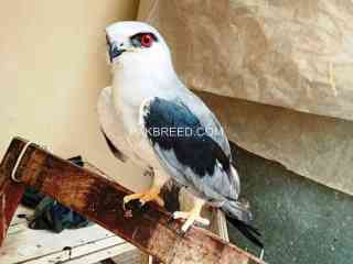 bird-eagle-falcon-baaz-parrot-aseel-fish-dog-cat-pigeon-hen-lion