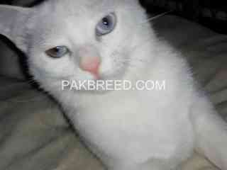 female-cat-for-sale