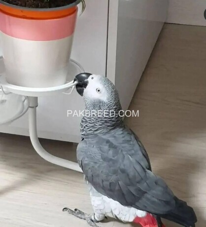 i-have-a-african-grey-and-moccow-only-serious-people-can-contact-me-big-0
