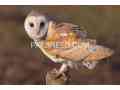 owl-hud-hud-small-0