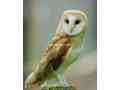 owl-hud-hud-small-2