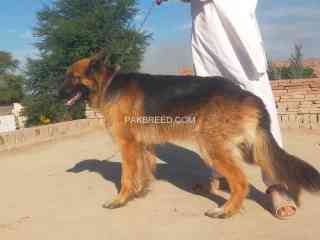 german-shepherd-dog-for-sale