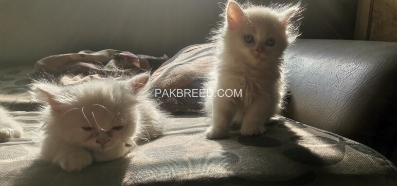 persian-kittens-for-sale-big-1