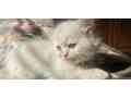 persian-kittens-for-sale-small-0