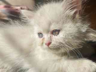 persian-kittens-for-sale