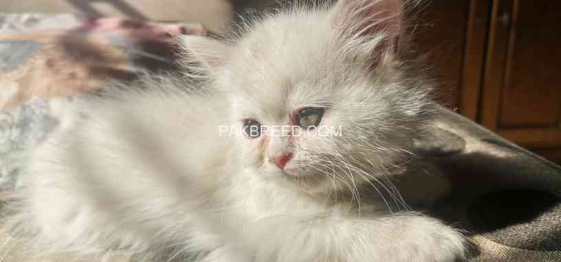 persian-kittens-for-sale-big-0