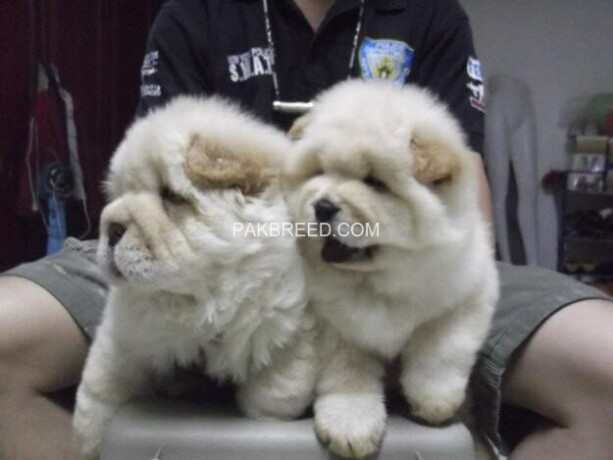 chow-chow-puppies-2-months-old-big-0