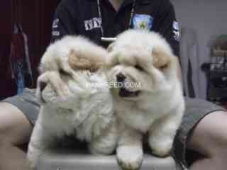 chow-chow-puppies-2-months-old