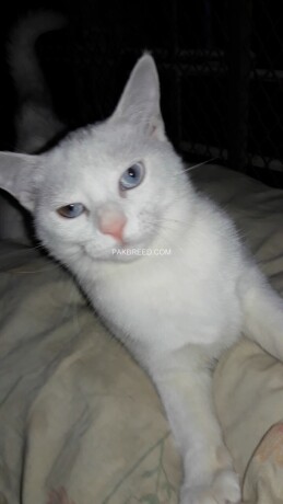 full-white-female-cat-for-sale-big-2