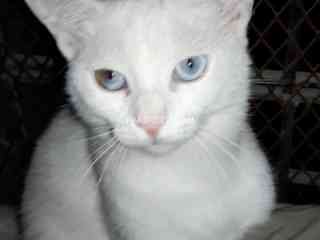 full-white-female-cat-for-sale