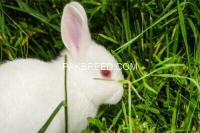 albino-rabbit-ruby-red-eyes-white-fur-big-2