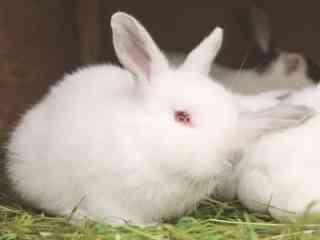 albino-rabbit-ruby-red-eyes-white-fur