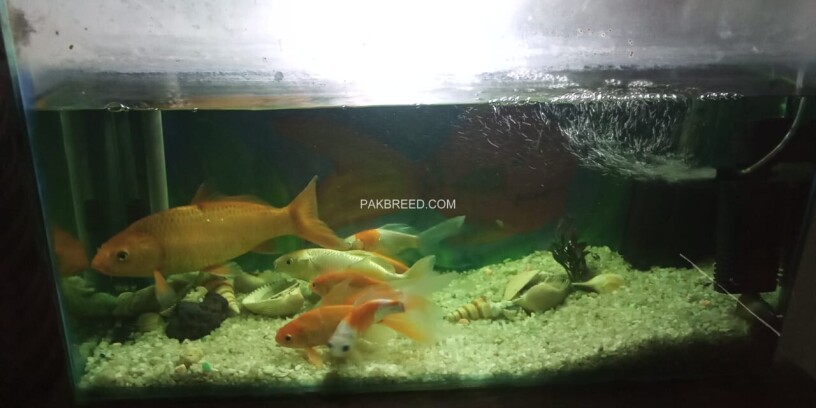 goldfish-koi-fish-with-aquarium-big-3
