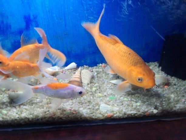 goldfish-koi-fish-with-aquarium-big-2