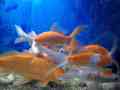 goldfish-koi-fish-with-aquarium-small-1