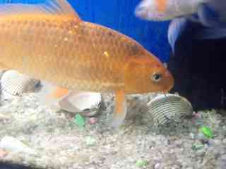 goldfish-koi-fish-with-aquarium