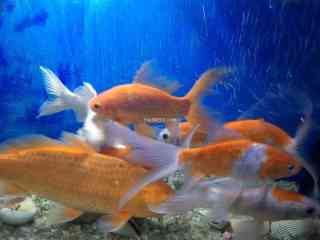 goldfish-koi-fish-with-aquarium