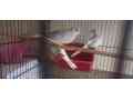 diamond-dove-breeder-pairs-small-0