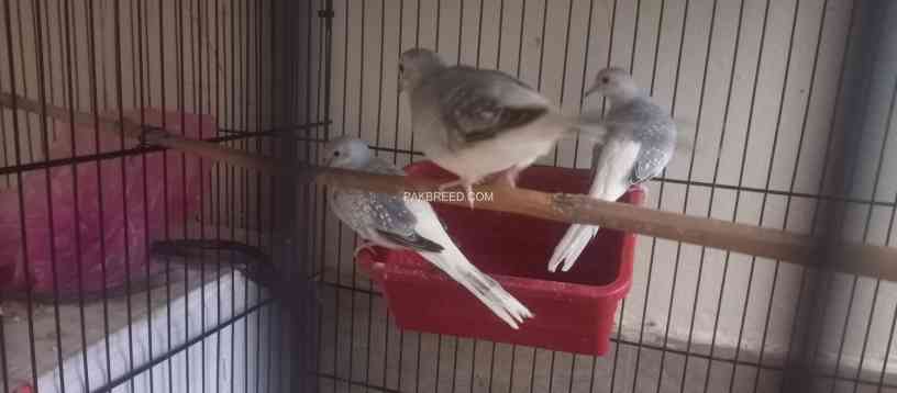 diamond-dove-breeder-pairs-big-3