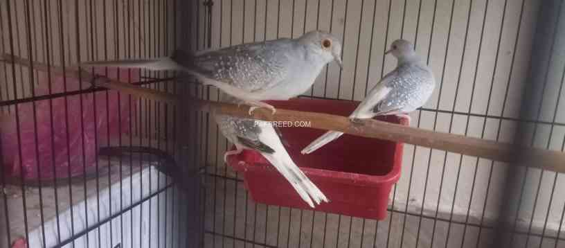 diamond-dove-breeder-pairs-big-0