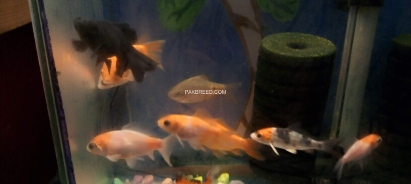 fish-with-aquarium-big-2
