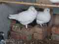 pigeon-white-king-size-small-0