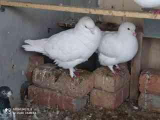 pigeon-white-king-size