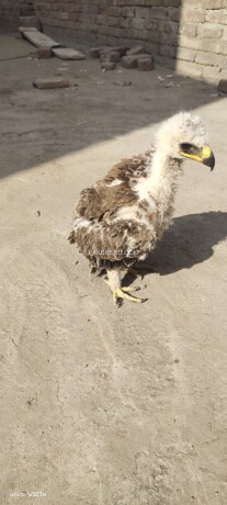 tawany-eagle-chicks-big-0
