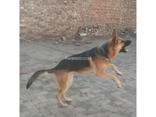 German shepherd male for sale age 12 months RS=100000/_