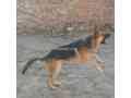 german-shepherd-male-for-sale-age-12-months-rs100000-small-0