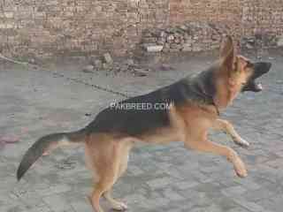 german-shepherd-male-for-sale-age-12-months-rs100000