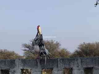 beautiful-aseel-fighter-murga