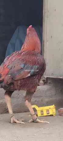 aseel-murg-100-mian-wali-big-3