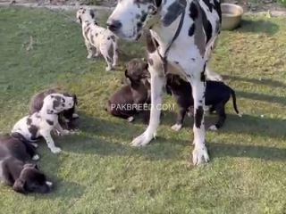 great-dane-dog-puppies