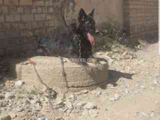 belgian-shepherd-male-dog