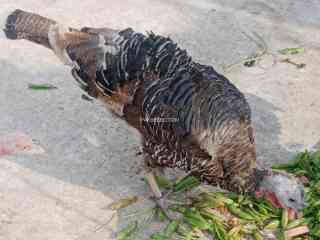 turkay-birds