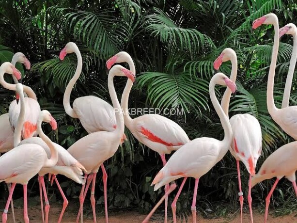 flamingos-big-0