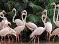 flamingos-small-0