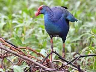 blue-bird