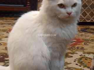 persian-white-cat