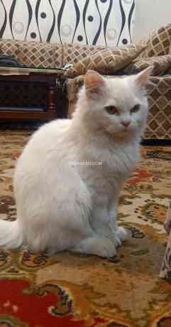 persian-white-cat-big-0