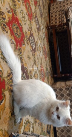 white-persian-cat-big-0