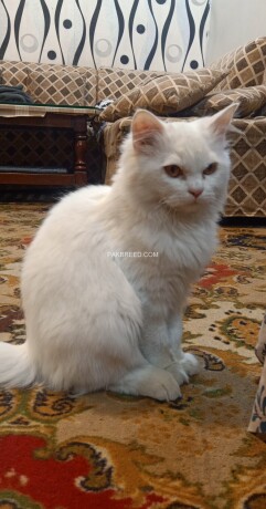 white-persian-cat-big-1